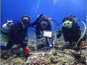 [冲绳-宫古岛]船体验深潜（半天计划）の画像