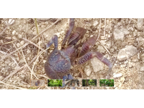 【沖縄・恩納村】ドキドキ!ワクワクのヤシガニ捕獲体験コースの画像