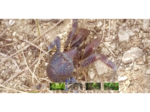 [Okinawa Onna] pounding! Exciting "coconut crab capture experience course"Night tour!の画像
