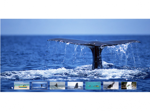 [โอกินาว่า] แผนชุดที่เป็นที่นิยม "บินบนกระดานทานได้ไม่อั้น &ดูฝูงปลาวาฬ"の画像
