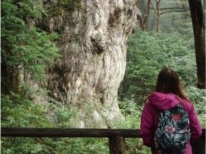 九州のトレッキング 登山 ハイキング 体験 ツアーのアクティビティ 遊び 体験 レジャーの格安予約 アクティビティジャパン 日帰り旅行