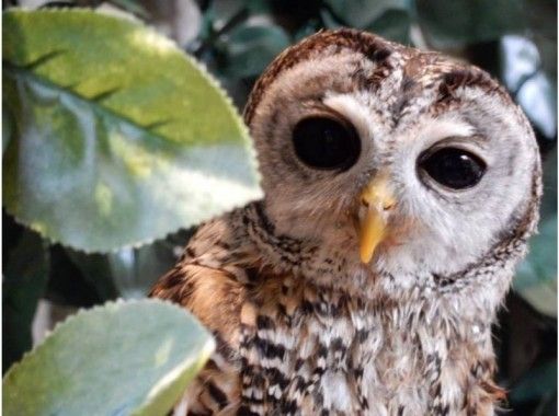 OWL NEST CAFE(ふくろうの巣カフェ)