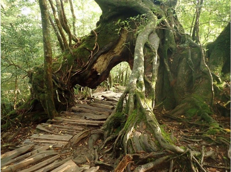 【無料レンタル付で初心者も安心！】もののけ姫の世界へ！白谷雲水峡 午前3時間ガイドツアー