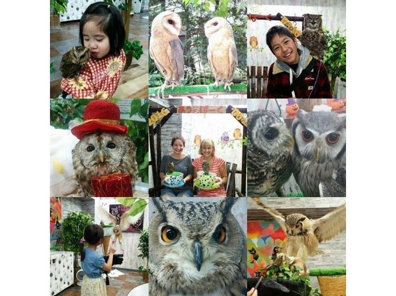 【東京・池袋】フクロウカフェ池袋&ハリネズミとのふれあい体験をお得に同時体験!〔平日:時間無制限〕