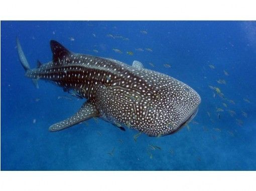 地域共通クーポン利用可能 ジンベエザメ シュノーケリング お子様もok 世界最大の魚類ジンベエザメと泳ごう アクティビティジャパン 地域共通クーポン利用可能 ジンベエザメ シュノーケリング お子様もok 世界最大の魚類ジンベエザメと泳ごう アクティビティジャパン