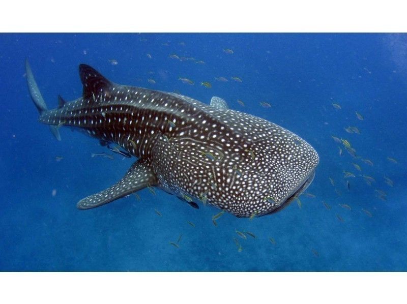 【ジンベエザメ・シュノーケリング】お子様もOK! 世界最大の魚類ジンベエザメと泳ごう！