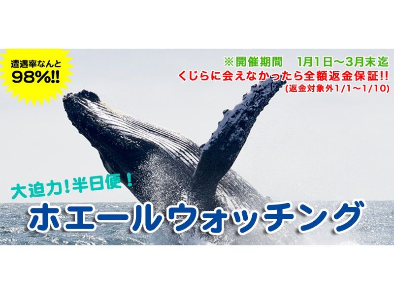 【那覇発／半日】冬限定ホエールウォッチング｜全額返金保証(1/7~3/31)｜０歳～5歳は無料☆