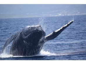 【ホエールウォッチング+美ら海水族館チケット付き・沖縄北部・本部港発】冬季限定●写真無料ダウンロード付き●ドリンク・飴玉サービス！！