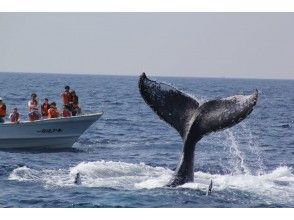 【沖縄・北部発・ホエールウォッチング】直前予約可能★冬季限定★美ら海水族館チケット付き