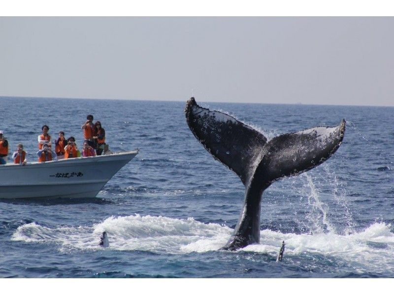 【沖縄・本部港発】冬季限定!遭遇率98%!半日ホエールウォッチング★美ら海水族館チケットつき★