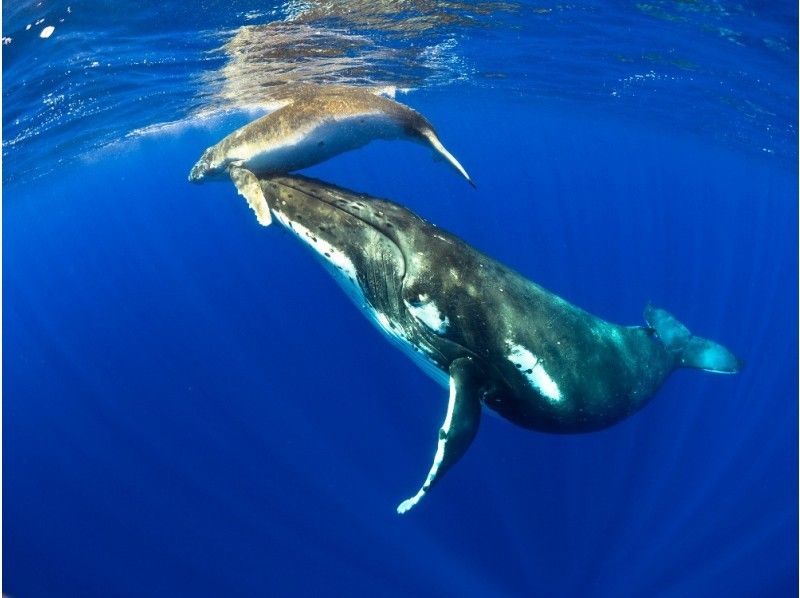 【沖縄・本部発:美ら海水族館近く】迫力満点!美ら海 ホエールウォッチング&マリンパック3