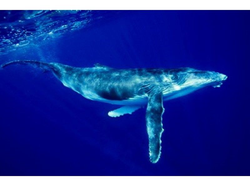 【沖縄・本部発:美ら海水族館近く】迫力満点!美ら海 ホエールウォッチング&シュノーケル