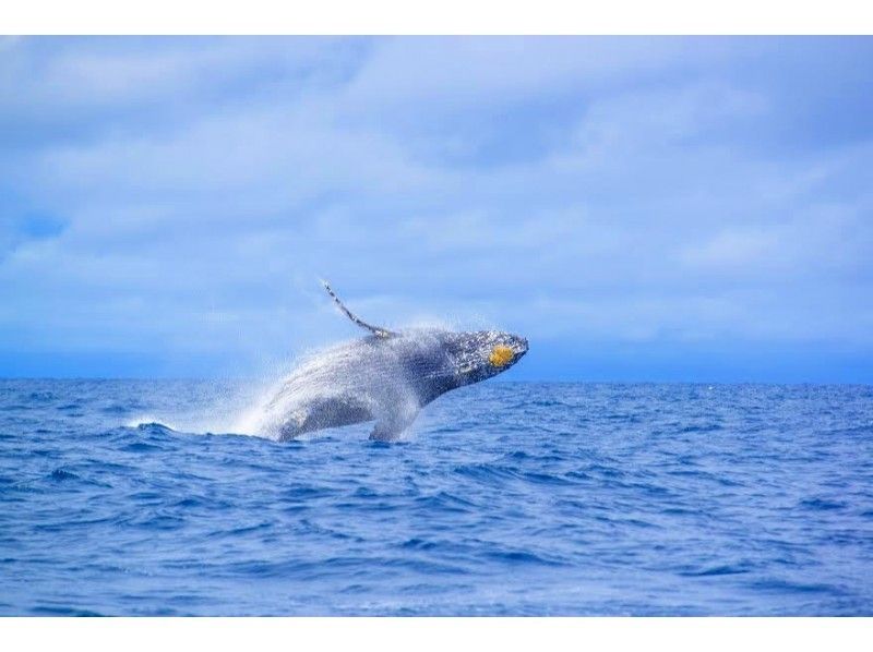 【沖縄・本部発:美ら海水族館近く】迫力満点!ホエールウォッチング&スタンドアップパドル(2名様参加)