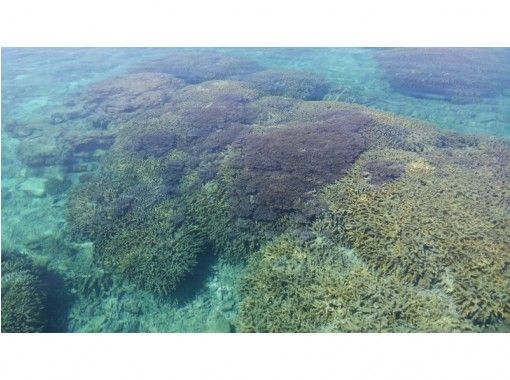 [Kagoshima Yoron] Akasaki ปะการังทัวร์ดำน้ำดูปะการังป่าの画像