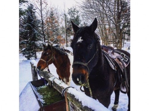 【北海道・旭川】銀世界を独り占め！冬の乗馬トレッキングコースの画像
