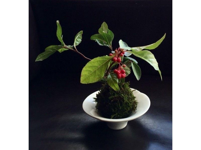 【長野・軽井沢】霧・苔・からまつの3Kが美しい軽井沢での苔玉づくり!(キャビンのみペット同伴OK)