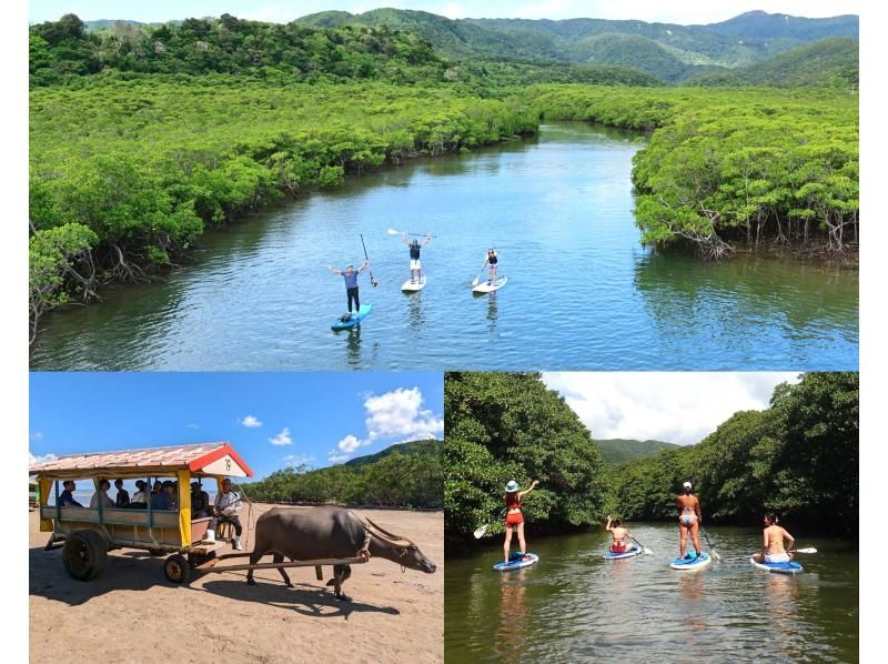 SALE！【西表島・由布島】SUP＆日帰り離島ツアー｜認定ガイドと行く世界自然遺産SUP ＆ 水牛車で渡る由布島の島時間旅(写真データ付)の紹介画像