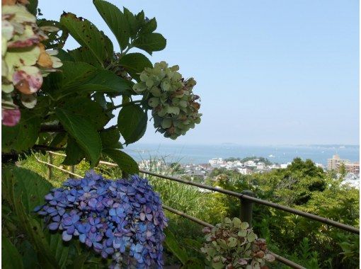 【神奈川・葉山】6/7（日）開催！葉山あじさいハイキング・ビーチヨガ＆ビーガンカフェ堪能の画像