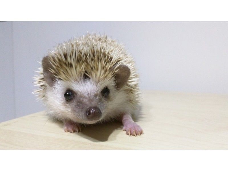 【東京・池袋】ハリネズミふれあい☆チクチクモフモフ体験!平日限定60分コース
