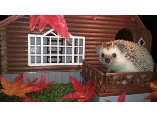 【東京・池袋】ハリネズミふれあい★チクチクモフモフ体験！土日祝60分コースの画像