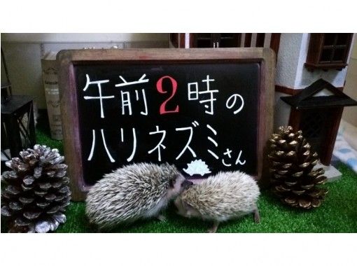 【東京・池袋】ハリネズミふれあい☆チクチクモフモフ体験！貸切り６０分★～１２名様までご対応。の画像