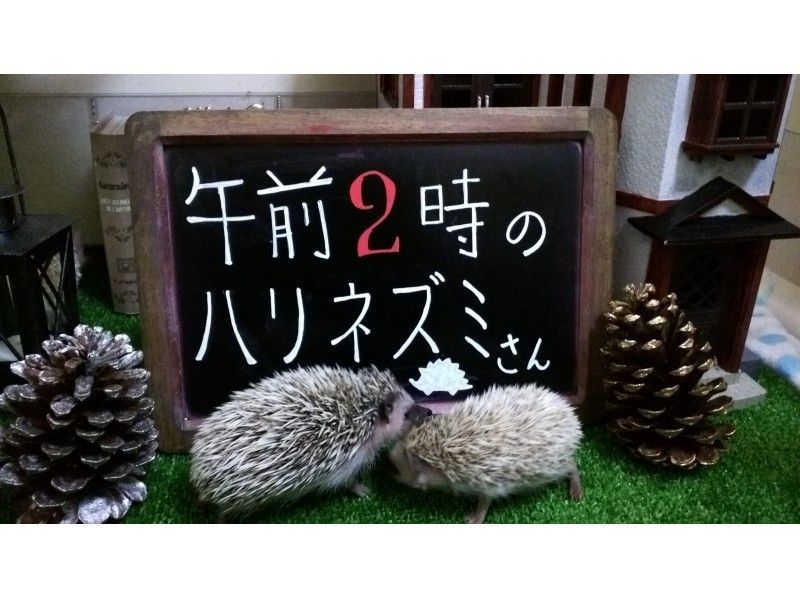 【東京・池袋】ハリネズミふれあい☆チクチクモフモフ体験!貸切り60分★~12名様までご対応。