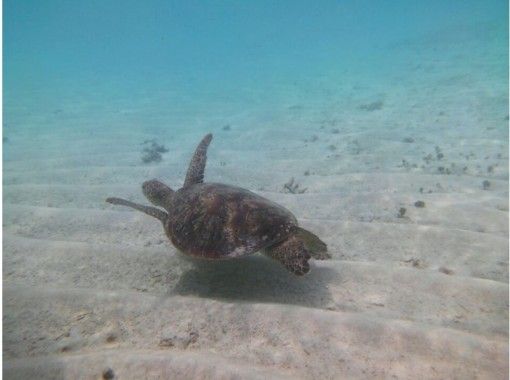 【Kagoshima · Yoron Island】 Swimming with Sea Turtle ♪ Snorkeling Tourの画像