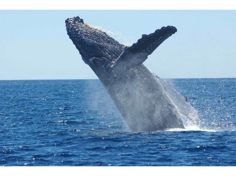 popular plan for winter only whale watching okinawa longest