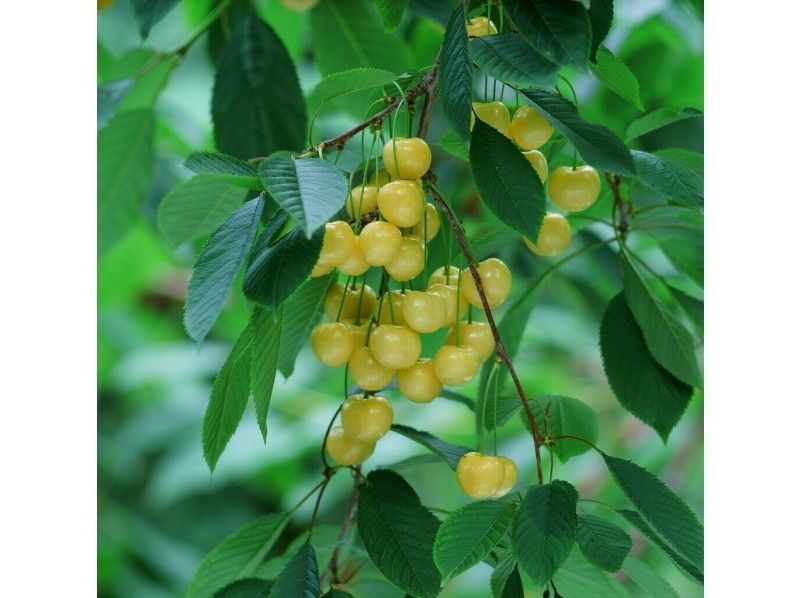 【北海道・芦別】さくらんぼ狩り（月山錦の畑）													 													