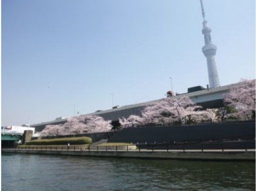 Cherry blossom viewing in Tokyo Sumidagawa Houseboat! We are accepting from two people ♪ Houseboat Ishikawa Maruの画像
