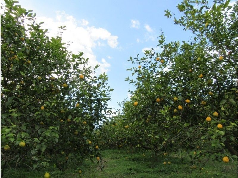 ブロンプトンで島散歩　瀬戸田レモン収穫体験＆サンセットサイクリング【レモン鍋の夕食付】