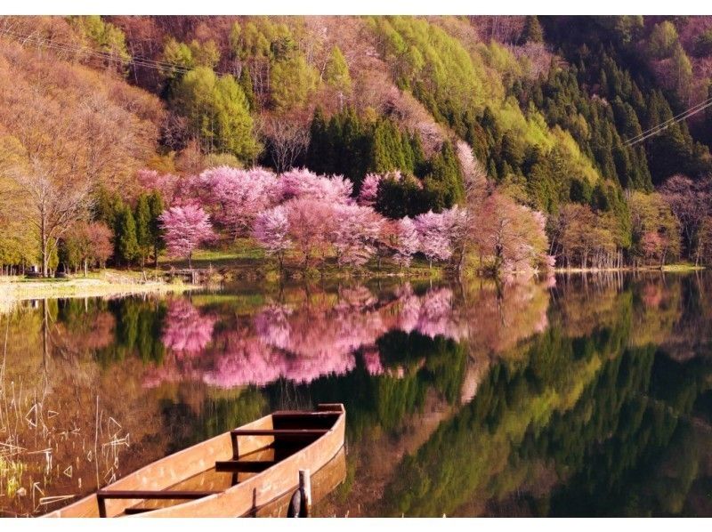 【長野・大町市 桜物語】黄金の鐘伝説の中綱湖で花見ツアーランチタイム/ティータイム