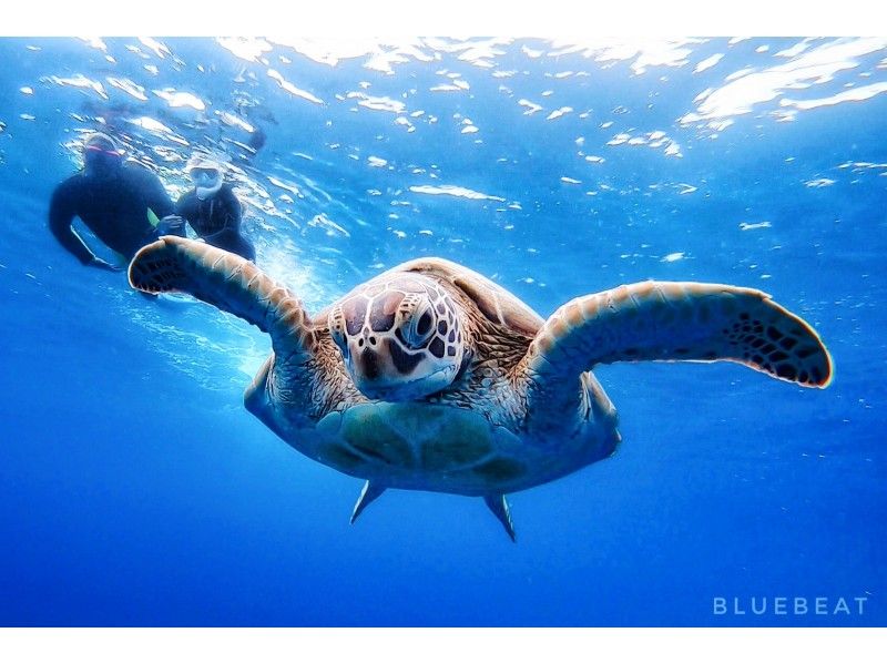 【沖縄・石垣島】秋冬必見ウミガメシュノーケルツアー♪七色の海で撮影しながらウミガメに会いに行こう！♪