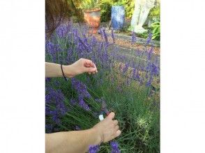 [Chiba / Choshi] Lavender flower picking experience (20) There is no worry about watering, so it is safe even while traveling!