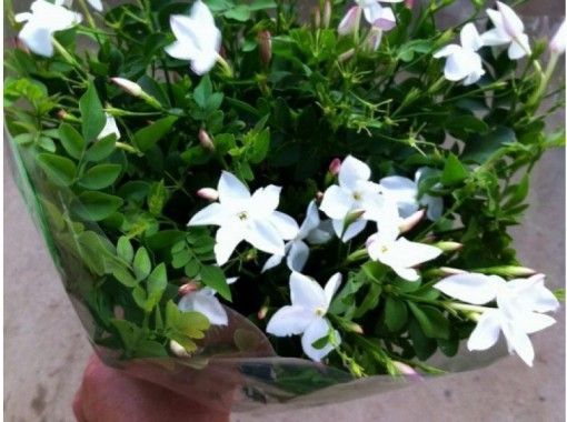 [Chiba / Choshi] Early summer-early winter Pick up jasmine flowers and create fragrant bouquets!の画像