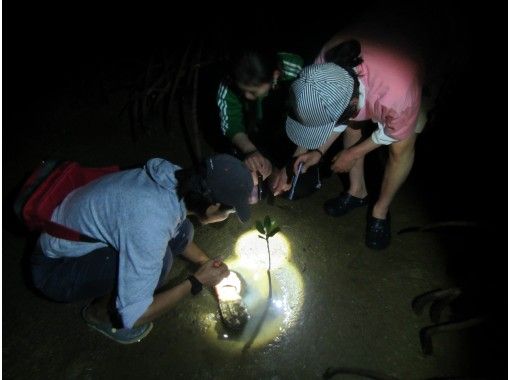 屋我地島　ナイトマングローブ散策の画像