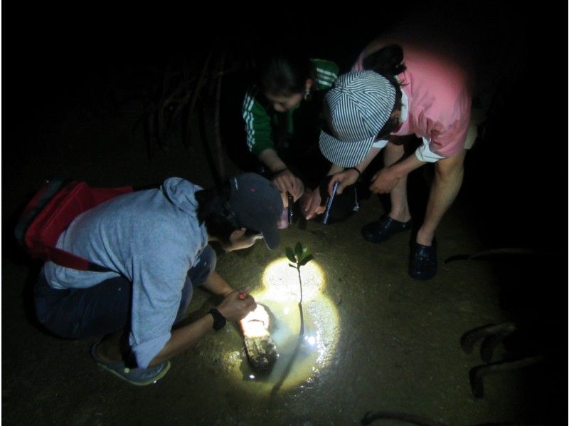 屋我地島　ナイトマングローブ散策