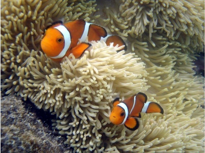 【沖縄・石垣島】２，５h ショートシュノーケリング