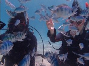 【沖縄・石垣島】２，５h体験 ダイビング