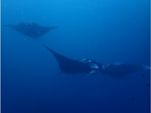 【沖縄・石垣島市街地発】石垣島市街地発&rArr;マンタポイント直行便シュノーケリング