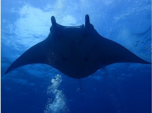 【沖縄・石垣島】マンタシュノーケリングの画像