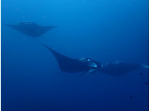 【沖縄・石垣島市街地発】石垣島市街地発&rArr;マンタポイント直行便シュノーケリングの画像