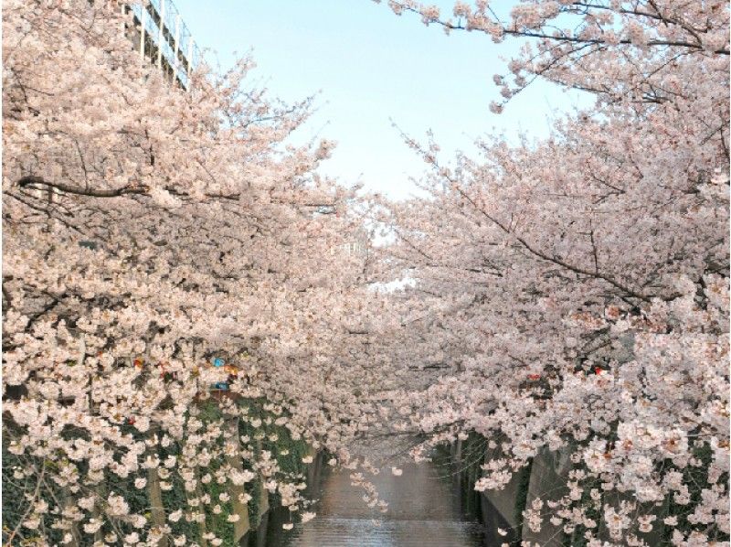 よくばり大満足!春の隅田川千本桜クルーズ&東京10景桜名所めぐりバスツアー【12034】の紹介画像