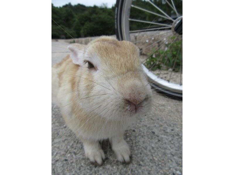 【１名様から催行】うさぎの楽園で癒しの自転車散歩！大久野島ポタリング　【尾道駅から無料送迎あり】
