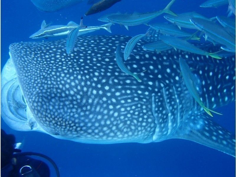 【 Okinawa · Whale shark experience diving 】 Whale shark experience divingの紹介画像