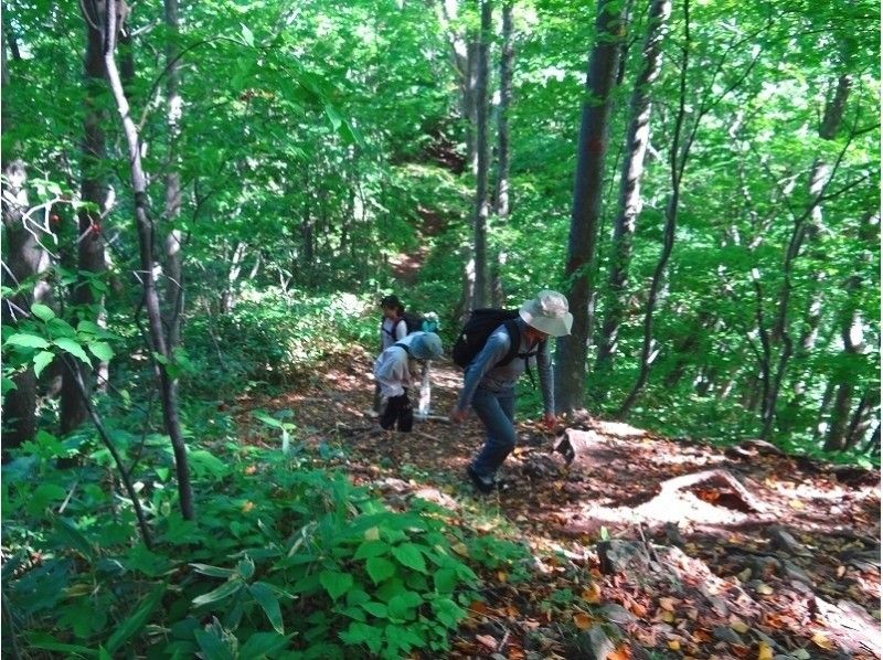 【北海道・札幌】藻岩山トレッキング～ガイドと共に天然記念物の藻岩山原始林へ（菓子・軽食付き）