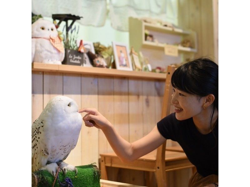 【和歌山・岩出市】ふくろうカフェでふれあい体験★ワンドリンクセットプラン（1時間）