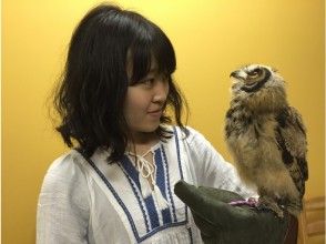 [和歌山/岩手市]在Owl Cafe体验互动！一份饮料和喂养体验套餐（1小时）の画像