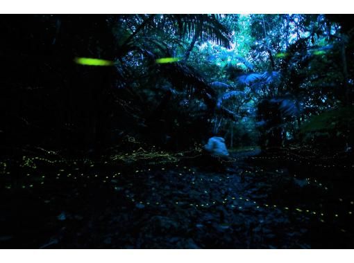 【沖縄・西表島】西表島と言えば、夜！「ホタルツアー」春限定！カップル・ファミリーにお薦め。大原港付近の送迎付（夜1.5時間）の画像
