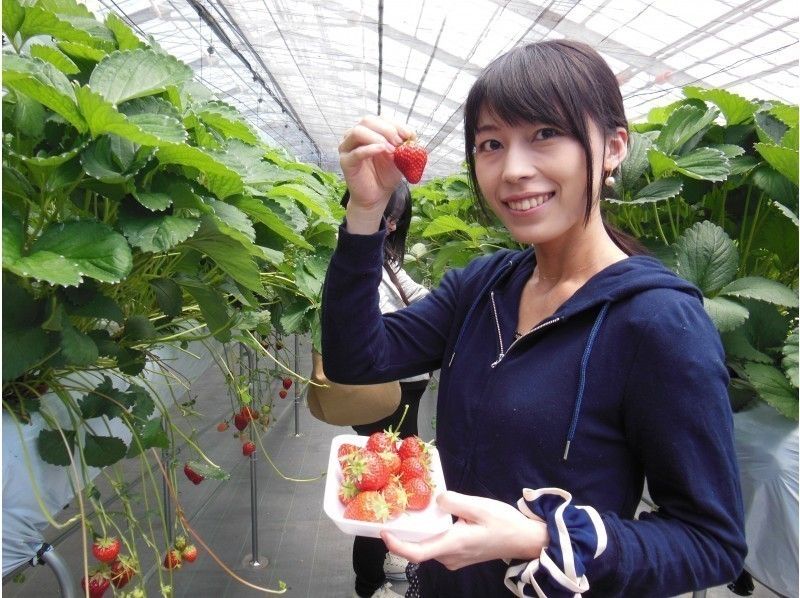 【広島・廿日市】完熟いちご狩りといちごジャムづくり体験　‐ 広島から一番近いいちご狩り農園